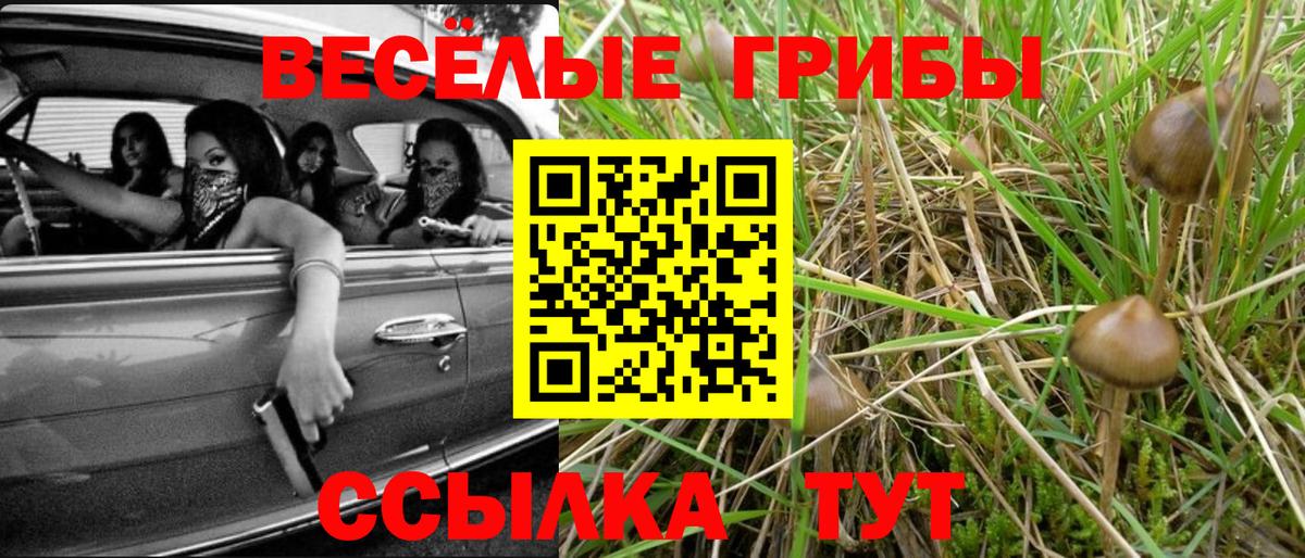 Псилоцибиновые грибы Psilocybine cubensis Ефремов